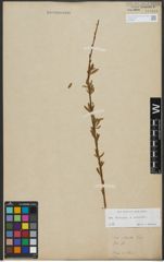 Foto von Salix triandra L. x Salix viminalis L.